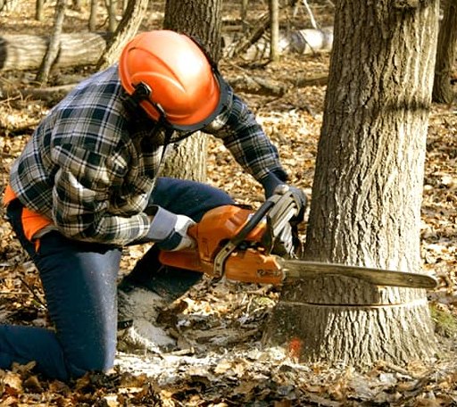 Tree Removal in Suncook, NH
